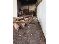 Fiat 480 Avrupa mavi gövde sorunsuz
