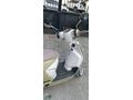 RKS - SC 150 RE - YETKİLİ PREMIUM BAYİDEN HEMEN TESLİM