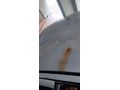 Sahibinden Fiat Albea 1.2 16v