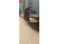 Sahibinden 0 ayarında Apec PS5