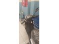 Sahibinden 0 ayarında Apec PS5