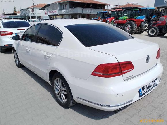 Beyaz güvercin Passat