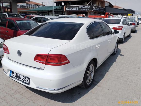 Beyaz güvercin Passat