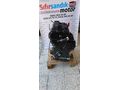 BK3Q6006DB Ford Transit 2.2 Arkadan Çeker 155 PS Sıfır Motor