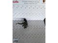 CİTREON FORD 1.4 D TURBO