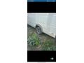 2006 MODEL MERCEDES SPRİNTER ÇİFT TEKER KOMPLE DEFRANSİYELİ