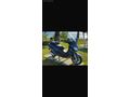 Piaggio x9 250 İtalyan Aygırı