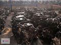 Ford Transit V184 Eksantrik Mili