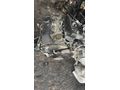 Ford transit v184 2.4 komple dolu motor Orjinal
