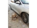 AKF MOTORS'DAN 80 BİN KM KIŞ PAKETLİ TİTANYUM FOCUS