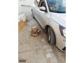 AKF MOTORS'DAN 80 BİN KM KIŞ PAKETLİ TİTANYUM FOCUS