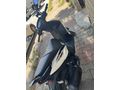 Sahibinden Aprilia SR 125 