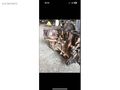 2015-17 MODEL FORD TRANSİT YARIM MOTOR