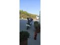 Sahibinden Yamaha X-Max 250 ABS İstanbul