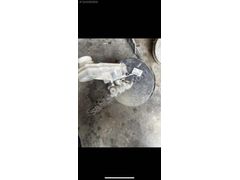 Ducato Boxer Jumper 2.8 hdi westinghouse 468129160