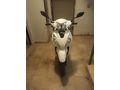 Sahibinden Honda Dio