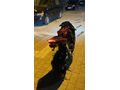 Sahibinden Honda CBR 1000 RR 