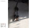 CİTROEN C4 PİCASSO SAĞ SOL AKS 08-