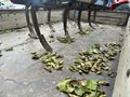 TORUN TRAKTÖR 9 ‘LU KÜLTİVATÖR  (KAZAYAĞI) TEMİZ KULLANILMIŞ  