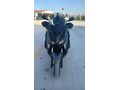 RÜZGAR OTOMOTİVDEN YAMAHA X-Max 250 ABS