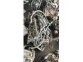 Fiat Doblo 1.3 euro 4 motor