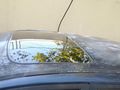 Sahibinden Mitsubishi Carisma 1.6 Avance 2004 Model