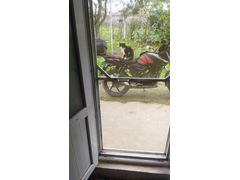 Sahibinden TVS Apache RTR 150