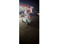 Sahibinden Renault Clio 0.9 TCe Joy 2019 Model