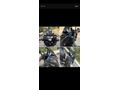 Sahibinden Yamaha X-Max 250 Tech Max full aksesuar