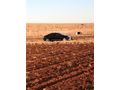 Sahibinden Citroen C5 1.6 e-HDi Dynamique 2011 Model  200000km Siyah