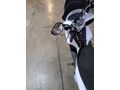 Sahibinden Honda PCX 125