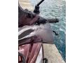 Sahibinden Honda Activa 125 İstanbul