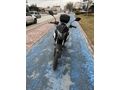 Sahibinden RKS TNT 125 Pro Burdur