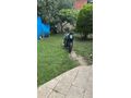 Sahibinden CFmoto 250NK Ordu