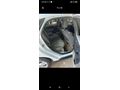 Sahibinden Ford Focus 1.6 TDCi Trend X 2013 Model