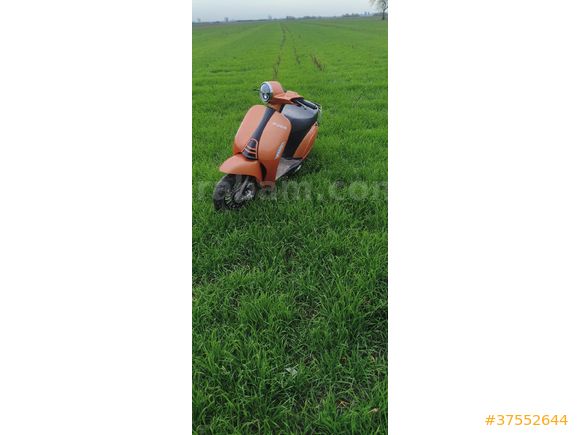 Sahibinden Kuba Blueberry