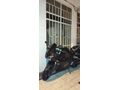 Sahibinden RKS SRK125-R