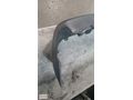 2023-2025 FORD TRANSIT COURİER ARKA TAMPON