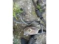RENO MASTER 2 RADİYATÖR SET
