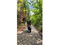 Sahibinden Bajaj Pulsar 200 NS ABS