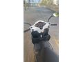Falcon Mocco