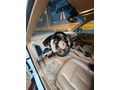 Porsche Cayenne takasa açıktır