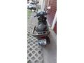 Sahibinden Honda Activa S