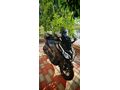 Sahibinden Honda Forza 250 (NSS250)