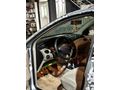 Sahibinden Ford Focus 1.6 Ghia 2004 Model 