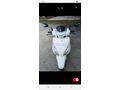 Sahibinden TVS Jupiter 125 2700 km.   0536 438 59 17