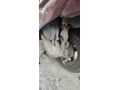 memurdan Honda Activa 125