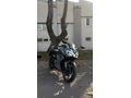 Sahibinden CFmoto 250SR 