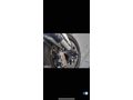  GARAJ MALI MV Agusta Brutale 1090 RR Adana