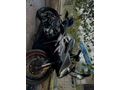 Sahibinden CFmoto 250SR 